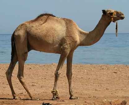 Camel