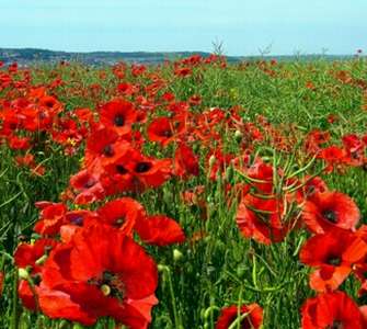 poppy field