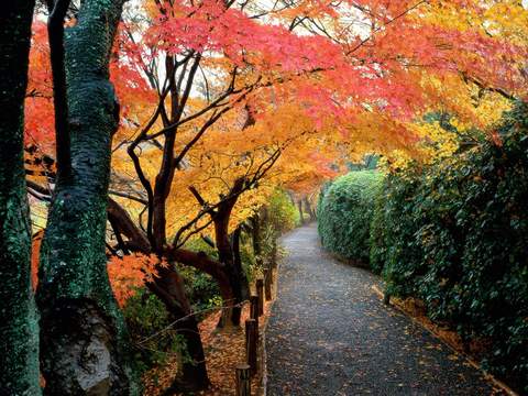 Autumn Kyoto Japan